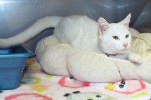Picture of Blanco