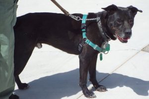 Picture of Charlie