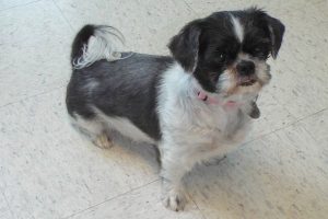 Picture of Daisey Mae