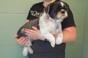 Picture of Daisey Mae