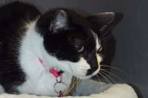 Picture of Dee