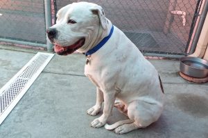 Picture of Domino