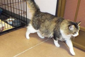 Picture of Annie