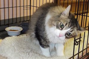 Picture of Annie