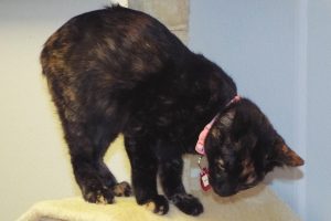 Picture of Kami