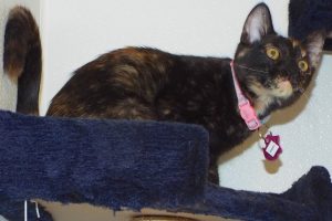 Picture of Kami
