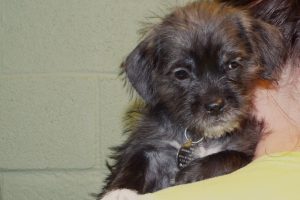 Picture of Keebler