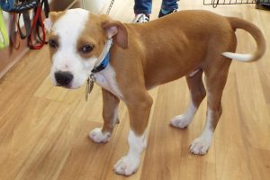 Picture of Louie