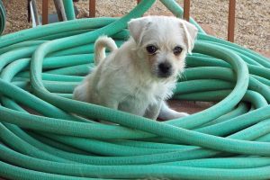 Picture of Lovey