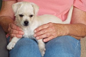 Picture of Lovey