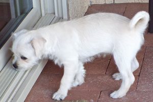 Picture of Lovey