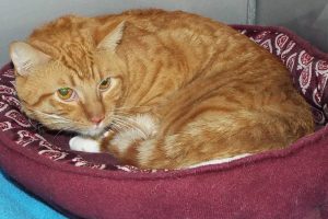 Picture of Morris