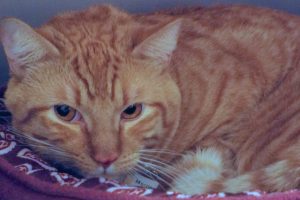 Picture of Morris