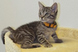 Picture of Oberon
