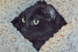 Picture of Olive Rose