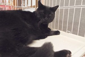 Picture of Onyx