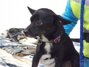 Picture of Oscar