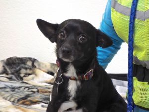 Picture of Oscar