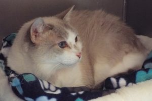 Picture of Precious Girl