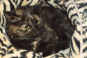 Picture of Penny