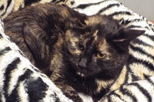 Picture of Penny