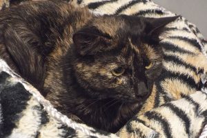 Picture of Penny