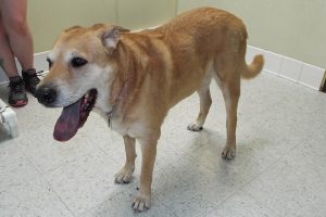 Picture of Sammy
