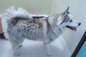 Picture of Suki
