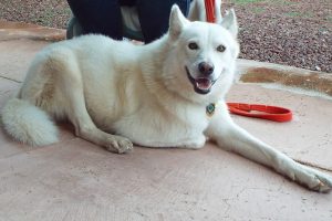 Picture of Sunny