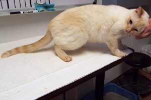 Picture of Whitey