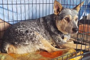 Picture of Billy Bob