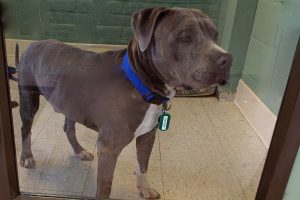 Picture of Dexter
