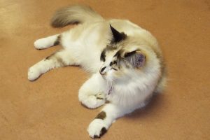 Picture of Gingersnap