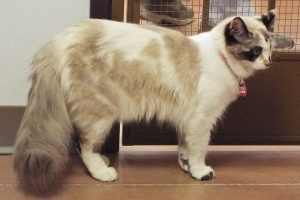 Picture of Gingersnap