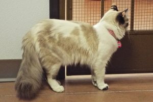 Picture of Gingersnap