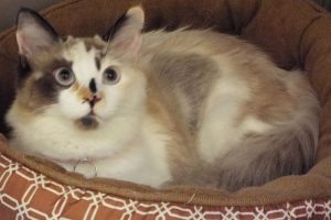 Picture of Gingersnap