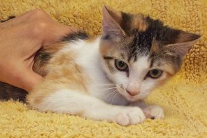 Picture of Kali