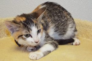 Picture of Kali