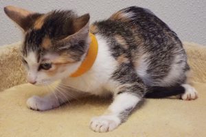 Picture of Kali