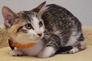 Picture of Kali