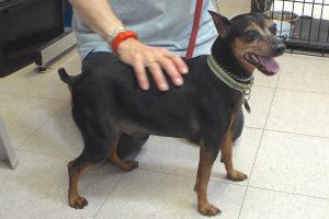 Picture of Liko