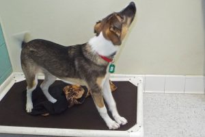 Picture of Lucy