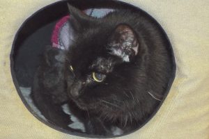 Picture of Midnight