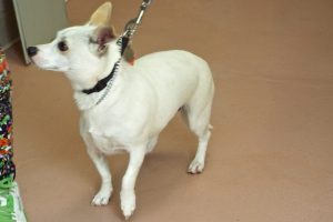 Picture of Miss Pumpkin