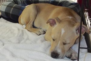 Picture of Pecan