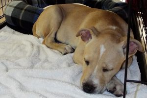 Picture of Pecan