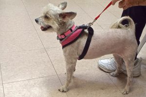 Picture of Punky