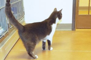 Picture of Baxter