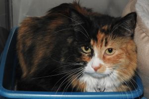Picture of Bella