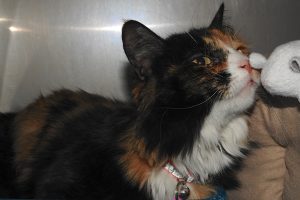 Picture of Bella